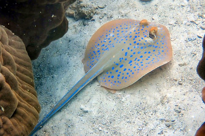 Padi open water diver course (Start at Ko Kut) - Days two and three on Koh Kood or Koh Rang