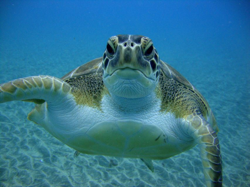 PADI Open Water Diving Course Tenerife - What makes this Tenerife course worth considering