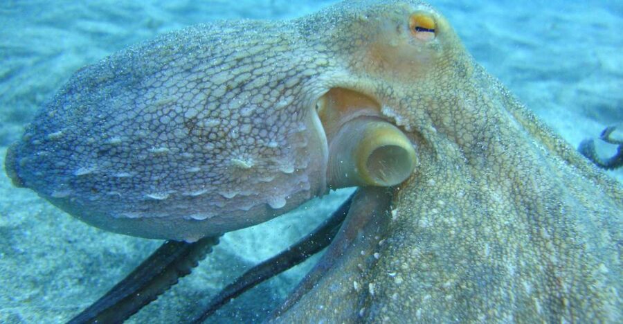 PADI Open Water Diving Course Tenerife - What the $494 price includes