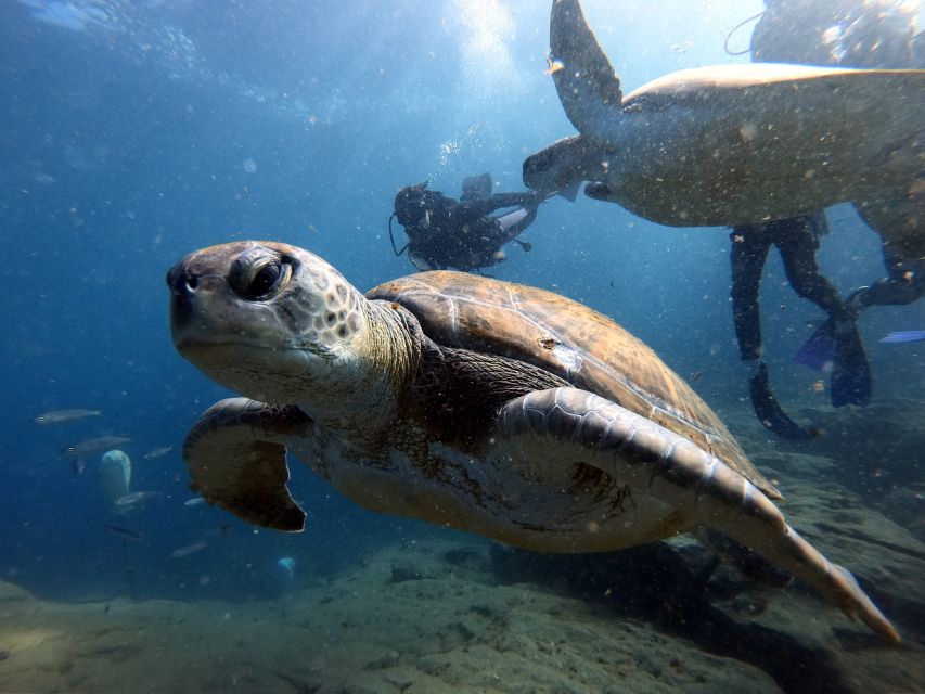 PADI Open Water Diving Course Tenerife - Who should choose this course