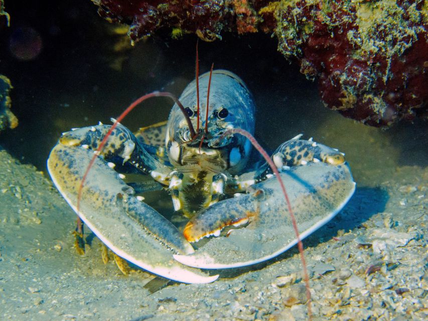 PADI Open Water Diving Course Tenerife - Should you book the PADI Open Water course in Tenerife?