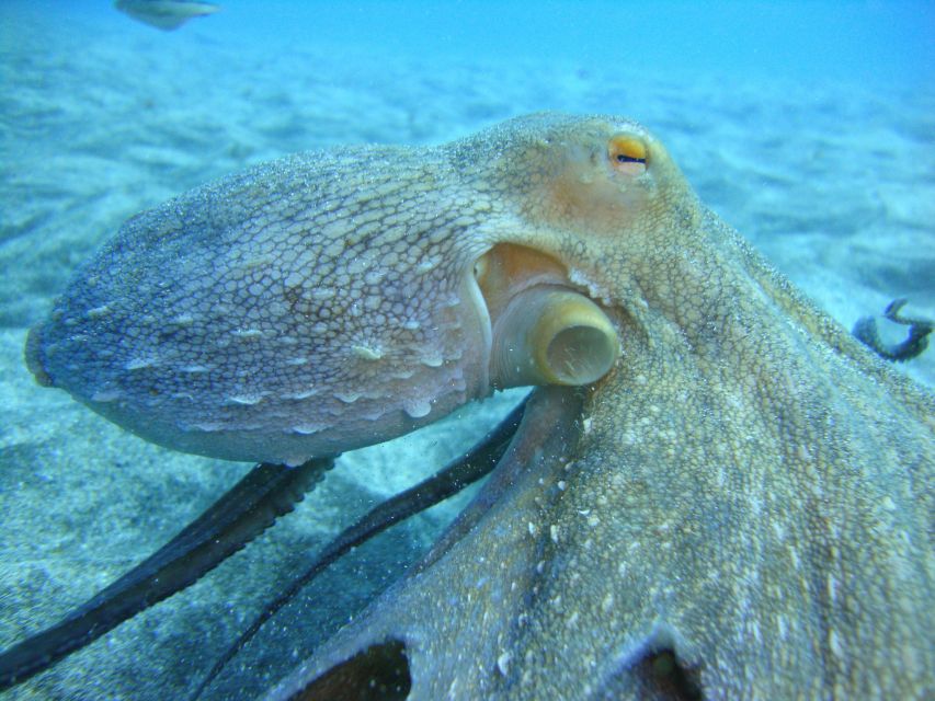 PADI Open Water Diving Course Tenerife - Confined-water practice in the bay