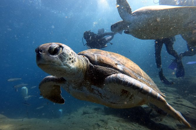 PADI Scuba Dive Course in Costa Adeje - Weather, swimming, and personal preparation
