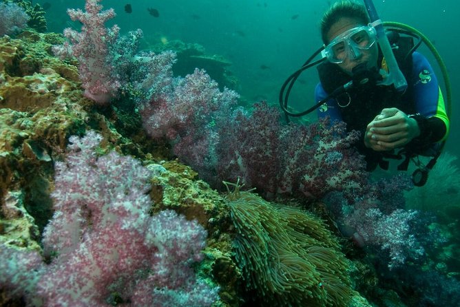 PADI Scuba Diver Course - The sea morning: two sessions from 8:30 to 1
