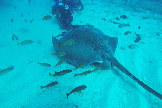 PADI Scuba Diving Courses in Tenerife: All Specialities Until Divemaster - What your first morning looks like