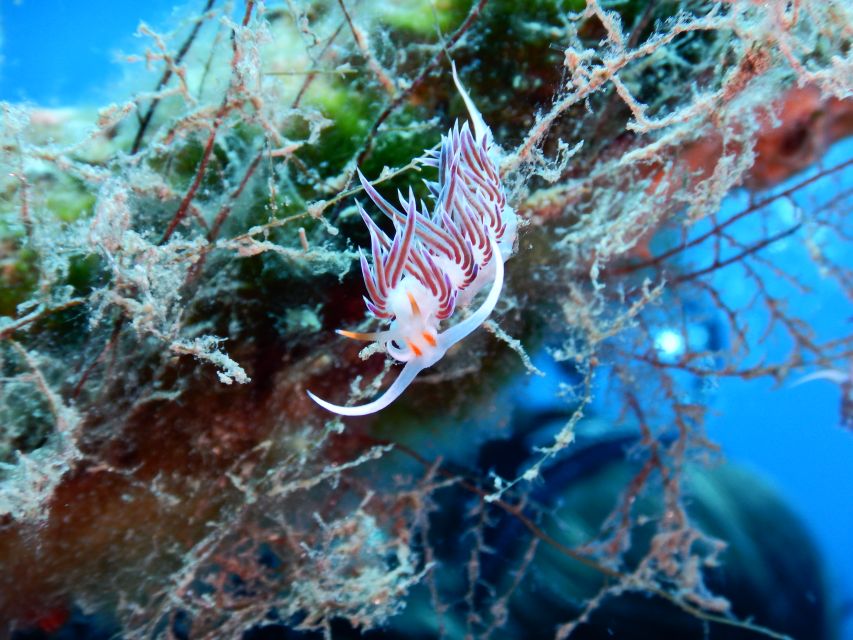 PADI Scuba Diving Program for Beginners in Peloponesse - The instructors and the value of close supervision