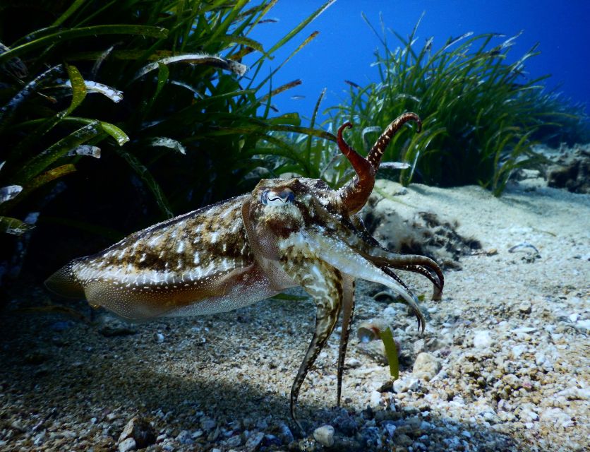 PADI Scuba Diving Program for Beginners in Peloponesse - Family suitability and medical restrictions