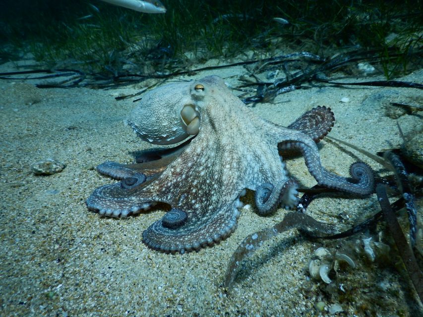 PADI Scuba Diving Program for Beginners in Peloponesse - Is $117 a fair price?