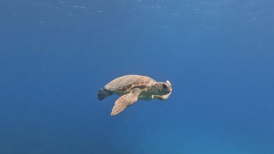 PADI Scuba Diving Program for Beginners in Peloponesse - Practical planning for the day