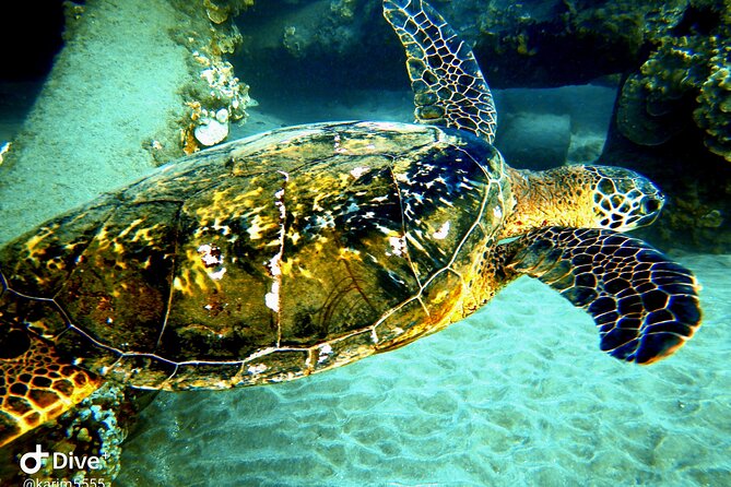 PADI Scuba Lesson and Shore Dive in Maui - Why Karim’s teaching style matters