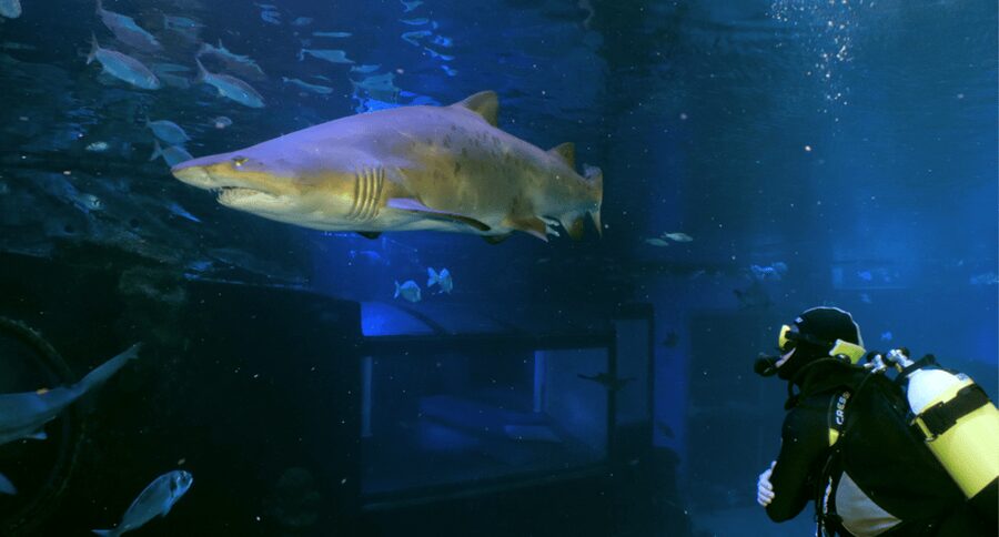 Palma de Mallorca: Shark Dive at Palma Aquarium - Key Details Before You Book