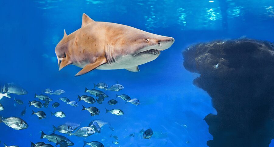 Palma de Mallorca: Shark Dive at Palma Aquarium - Meeting the Sharks Inside the Big Blue