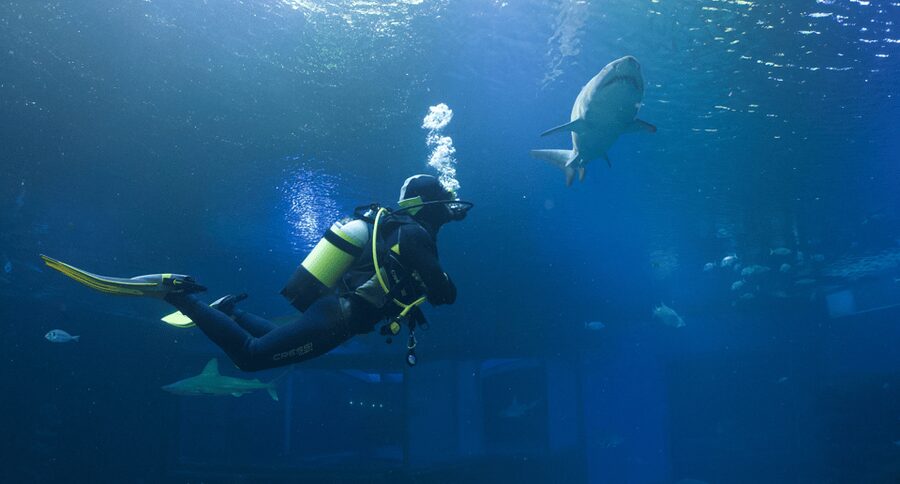 Palma de Mallorca: Shark Dive at Palma Aquarium - Getting Ready for the 30-Minute Underwater Session