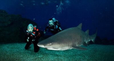 Palma de Mallorca: Shark Dive at Palma Aquarium