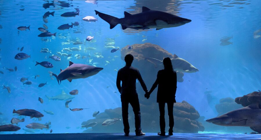 Palma de Mallorca: Shark Dive at Palma Aquarium - Free Aquarium Entry Adds Real Value