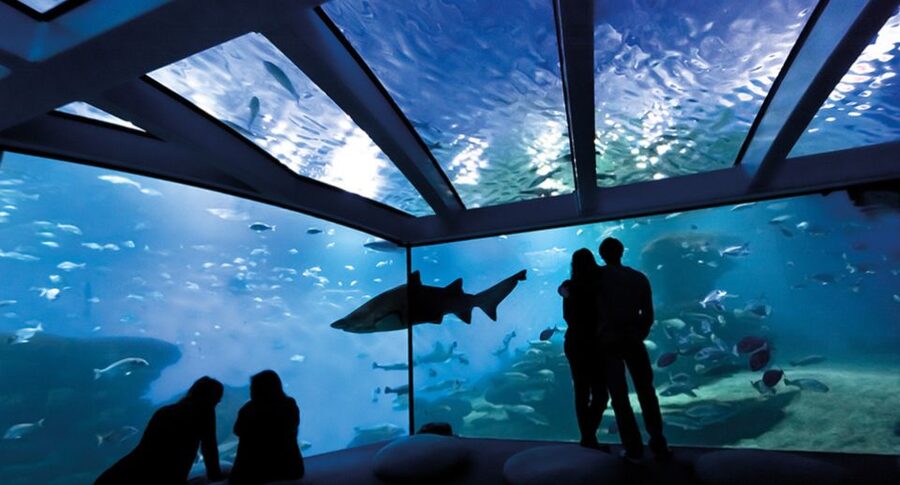 Palma de Mallorca: Shark Dive at Palma Aquarium - Your Companion’s Best View