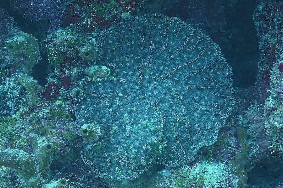 Panama City Beach: Beginners Scuba Diving Tour - The underwater portion at St. Andrews State Park