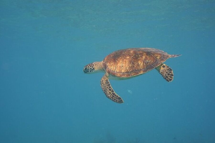 Panama City Beach: Beginners Scuba Diving Tour - Is $99 a fair price?