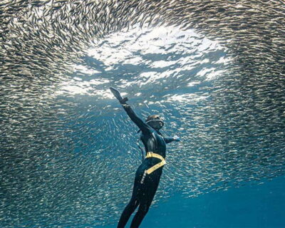 Panglao: Napaling Reef and Sardines Freediving Experience