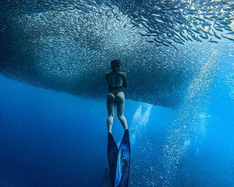 Panglao: Napaling Reef and Sardines Freediving Experience - Is $53 a fair price?