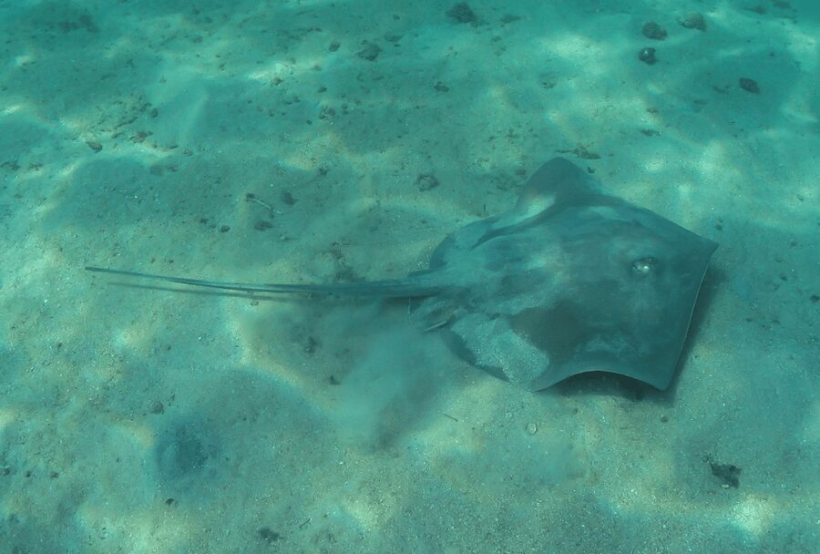Paraty: Discovery Scuba Diving Experience for Beginners - What You See Underwater at 13 to 26 Feet