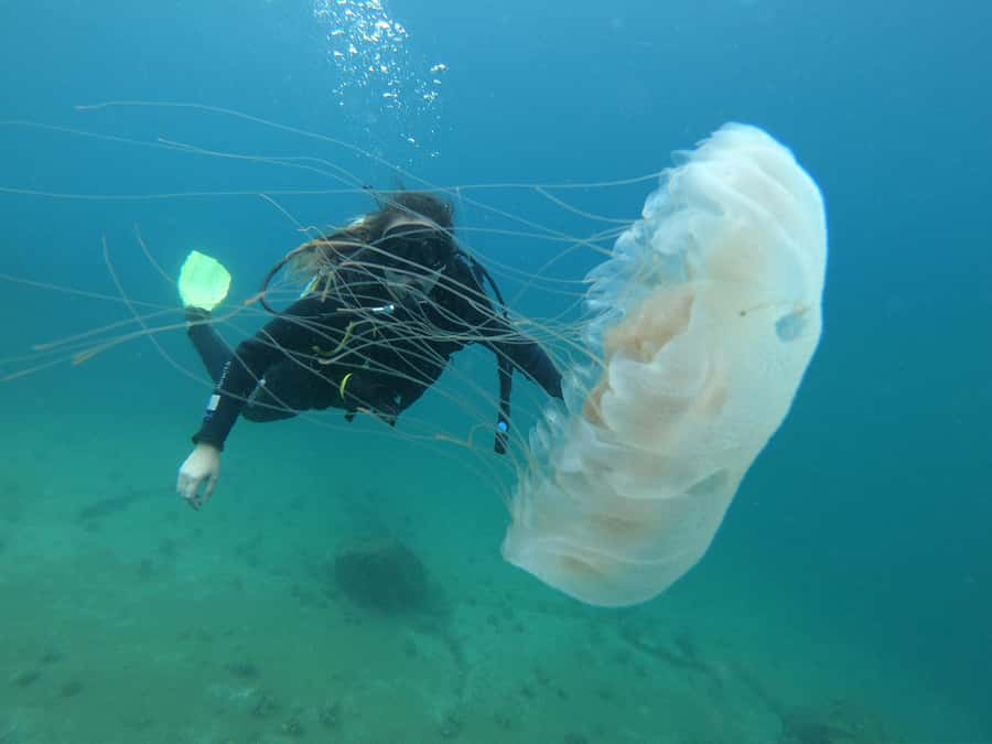 Paraty: Discovery Scuba Diving Experience for Beginners - The Instructor and Language Question
