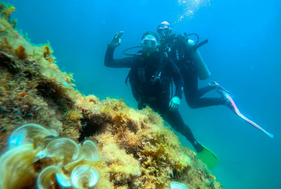 Paraty: Discovery Scuba Diving Experience for Beginners - Is the $150 Price Fair?