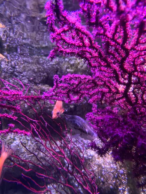 Paris: Aquarium de Paris, A Dive into the Deep Blue Wonder - Key Things to Know Before You Go
