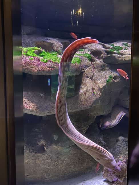 Paris: Aquarium de Paris, A Dive into the Deep Blue Wonder - Arriving Beneath Trocadéro