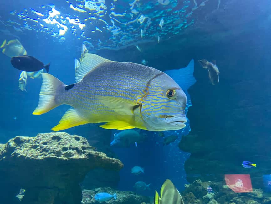 Paris: Aquarium de Paris, A Dive into the Deep Blue Wonder - The Médusarium: The Aquarium’s Main Event