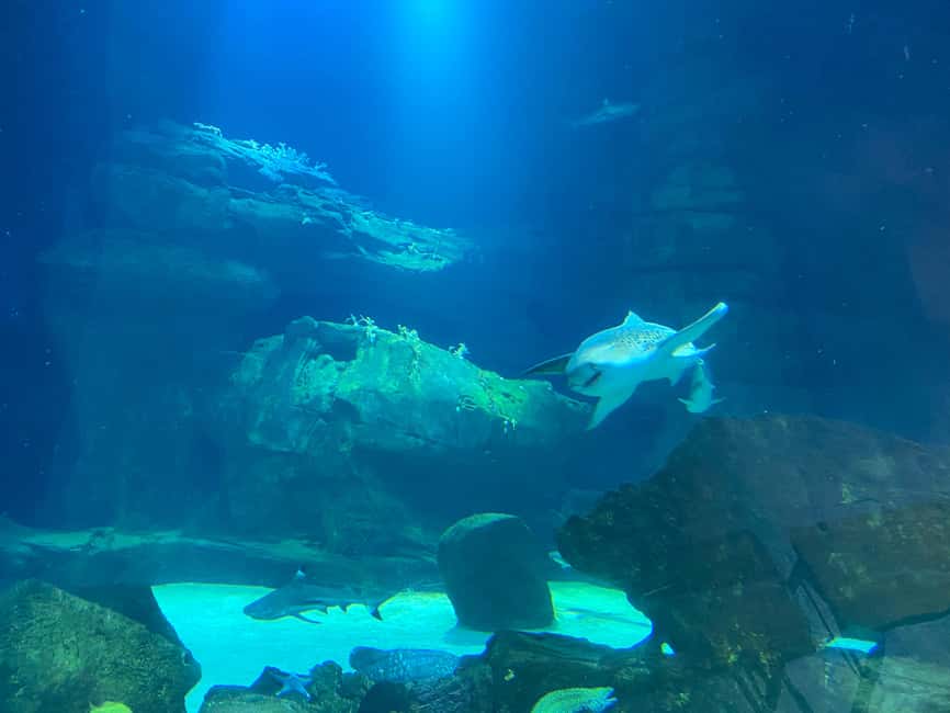 Paris: Aquarium de Paris, A Dive into the Deep Blue Wonder - Sharks, Coral, and Underwater Variety