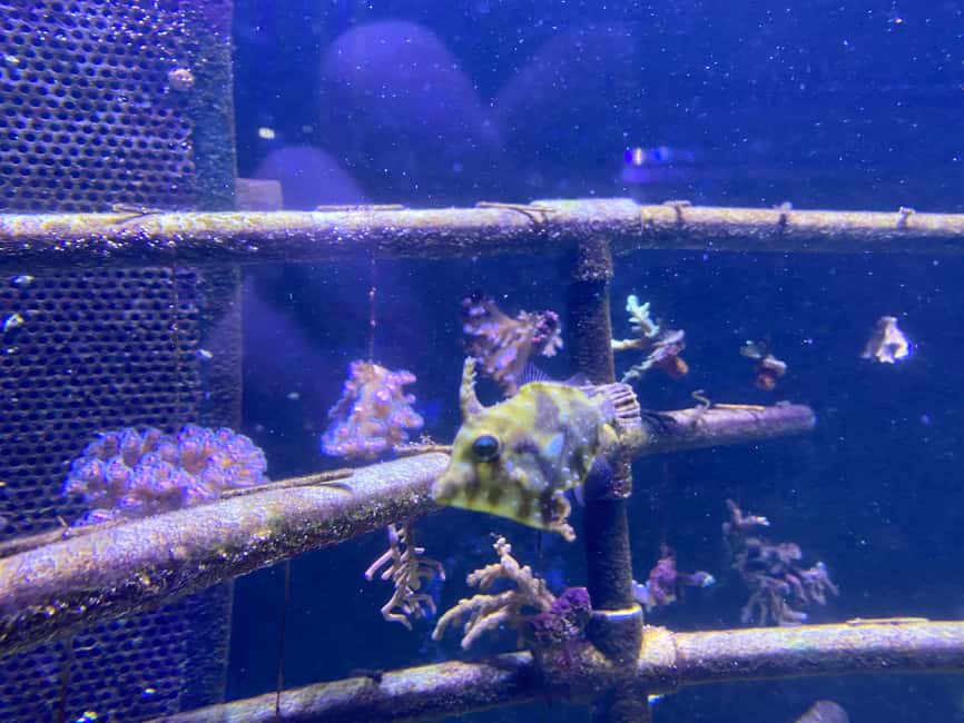 Paris: Aquarium de Paris, A Dive into the Deep Blue Wonder - Koi Ponds and Hands-On Learning