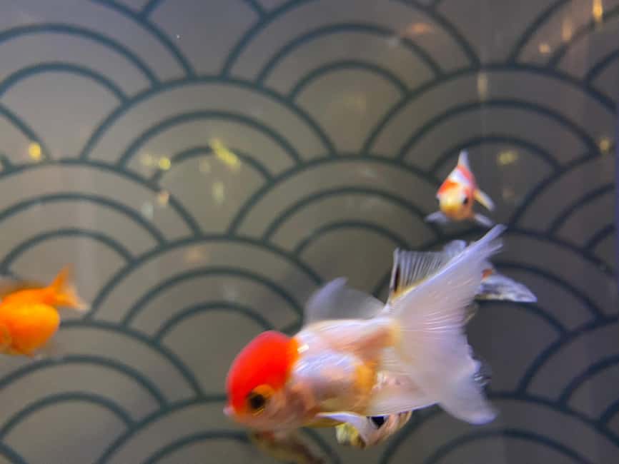 Paris: Aquarium de Paris, A Dive into the Deep Blue Wonder - Shows, Feedings, and the Best Way to Plan Your Time