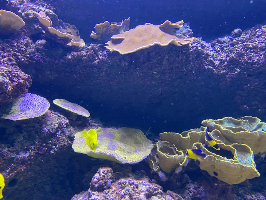 Paris: Aquarium de Paris, A Dive into the Deep Blue Wonder - Is $69 a Fair Price?