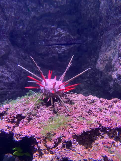 Paris: Aquarium de Paris, A Dive into the Deep Blue Wonder - Access, Lockers, and Visit Comfort