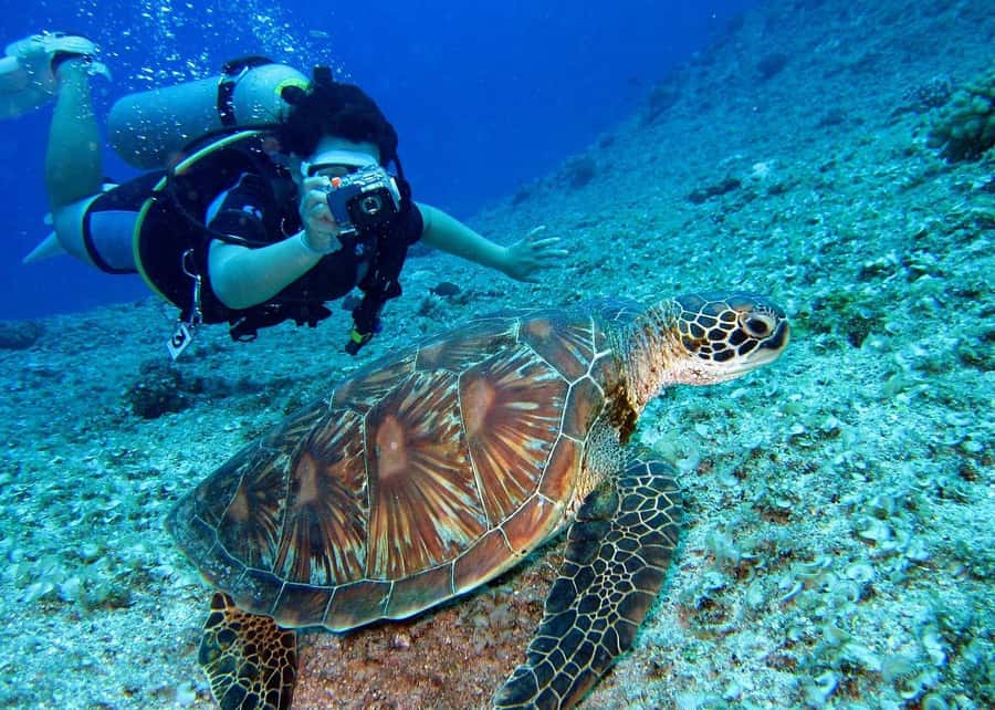 Pattaya: Snorkeling or Beginner Scuba Diving Tour with lunch - What this Pattaya boat day is really like