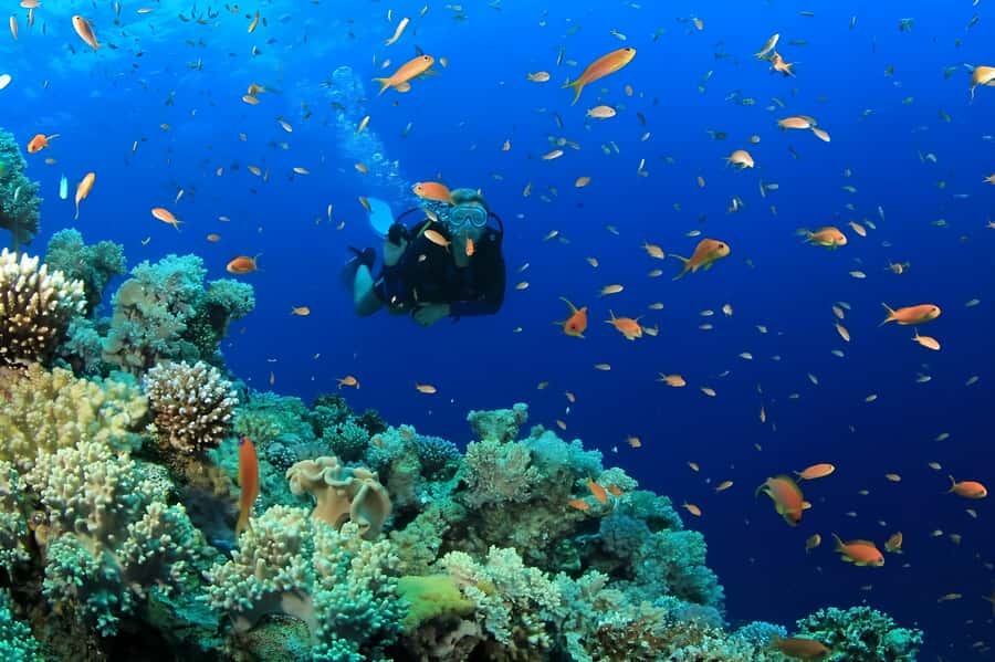 Pattaya: Snorkeling or Beginner Scuba Diving Tour with lunch - Choosing snorkeling or beginner scuba