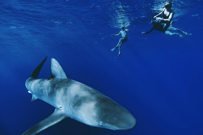 Pelagic Shark Dive Tour - Key things to know before you go