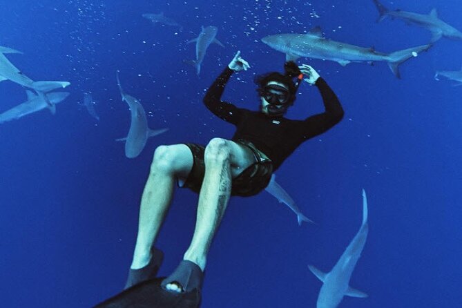 Pelagic Shark Dive Tour - Meeting the boat at Haleiwa Harbor