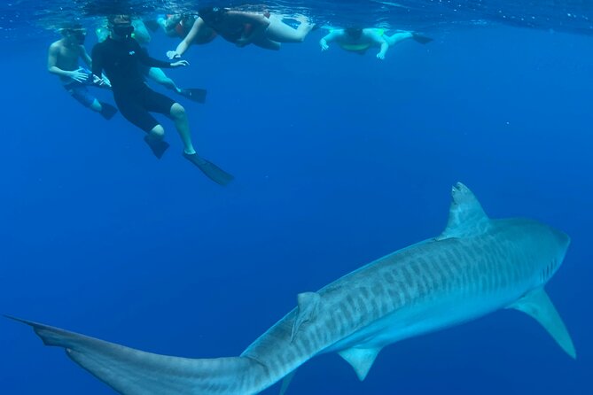 Pelagic Shark Dive Tour - What the sharks look like from the water