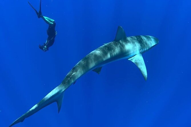 Pelagic Shark Dive Tour - Dolphins and winter whales as bonus sightings