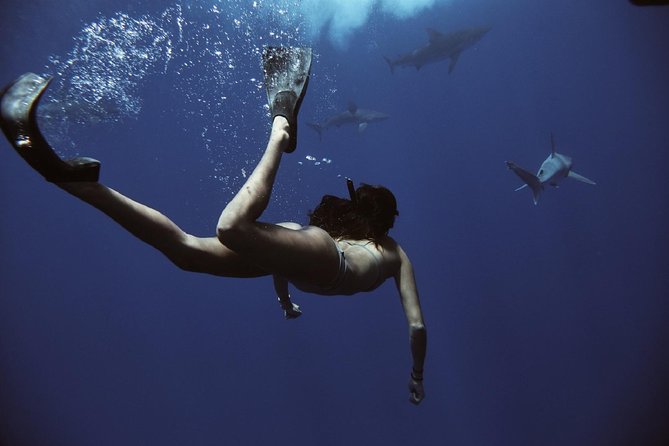 Pelagic Shark Dive Tour - The ride out to Oahu’s North Shore