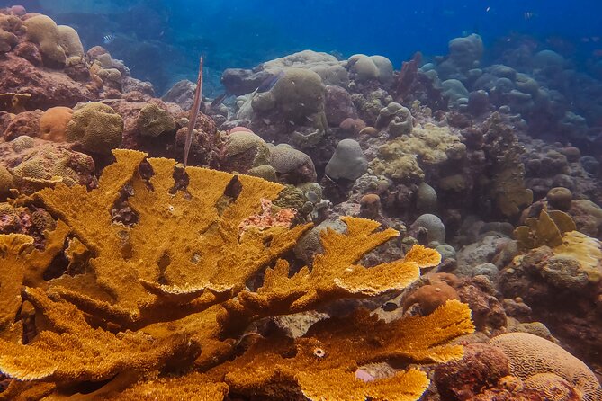 Personalized Discover Scuba Dive Experience in Curaçao - Why This First Scuba Session Works Well