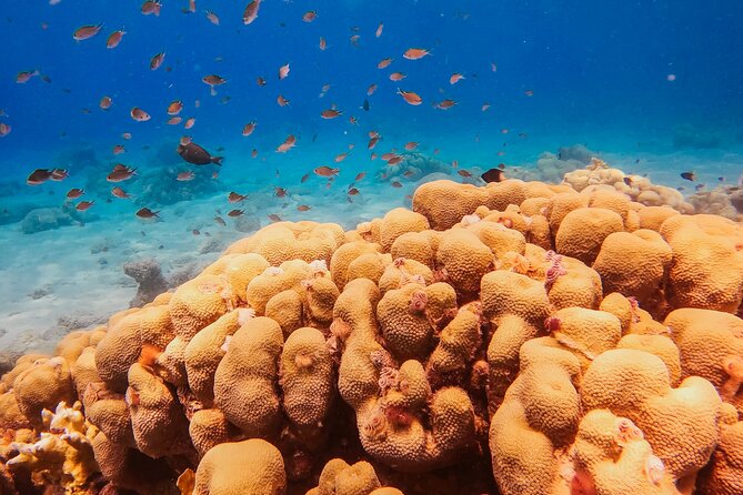 Personalized Discover Scuba Dive Experience in Curaçao - Coral Reefs Without a Boat Ride