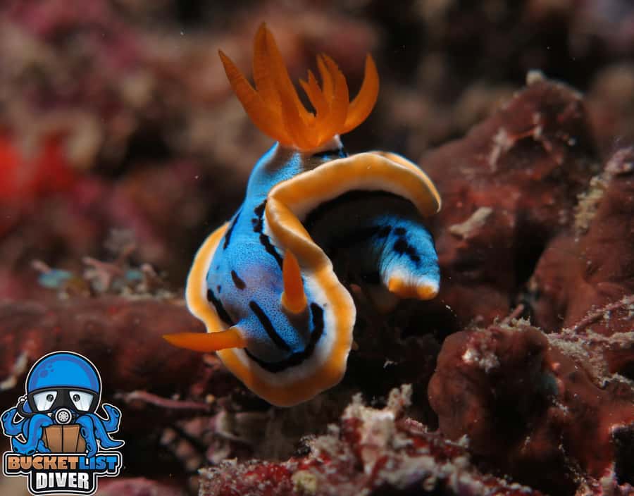 Perth: Rottnest Island Scuba Diving Day Trip-Certified Diver - Key points to know before booking