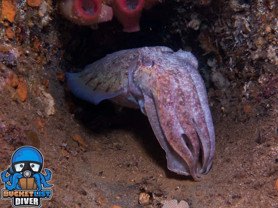 Perth: Rottnest Island Scuba Diving Day Trip-Certified Diver - The first underwater session at Rottnest