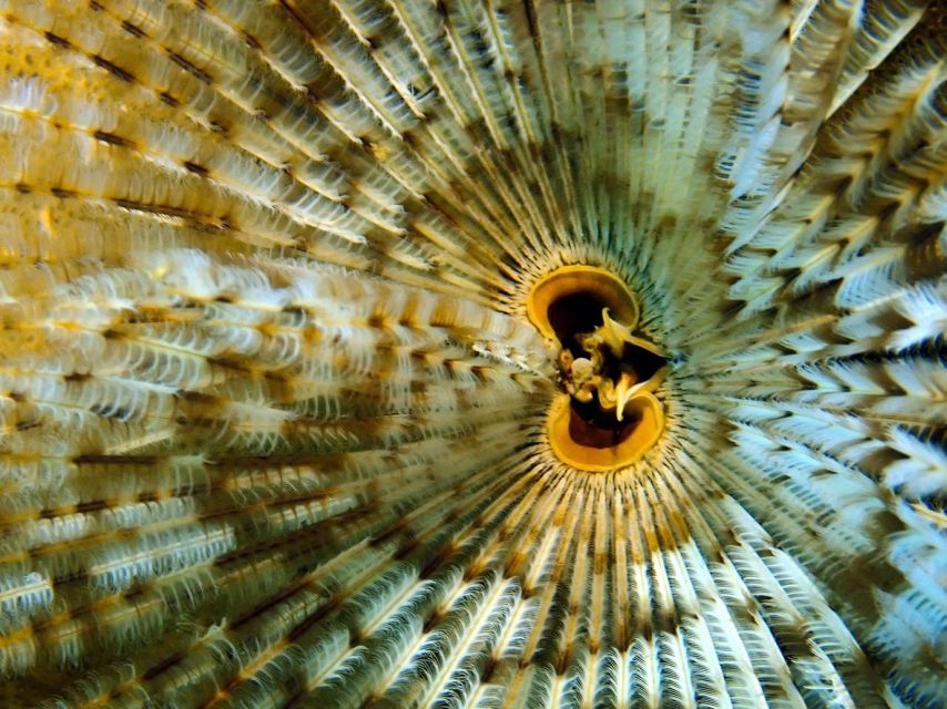 Phu Quoc: Scuba Diving Experience for All Levels - The flight rule you should not ignore