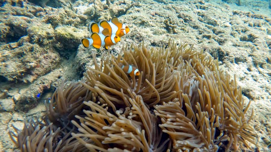 Phuket: Coral Reef Scuba Diving Experience at G Beach Club - Arriving at G Beach Club in Phuket