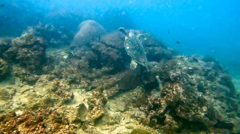Phuket: Coral Reef Scuba Diving Experience at G Beach Club - Why the instruction earns high marks
