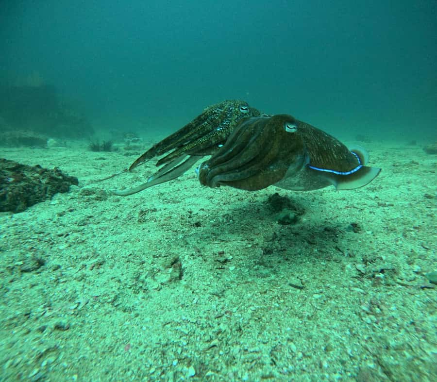 Phuket: Coral Reef Scuba Diving Experience at G Beach Club - Who should choose this experience